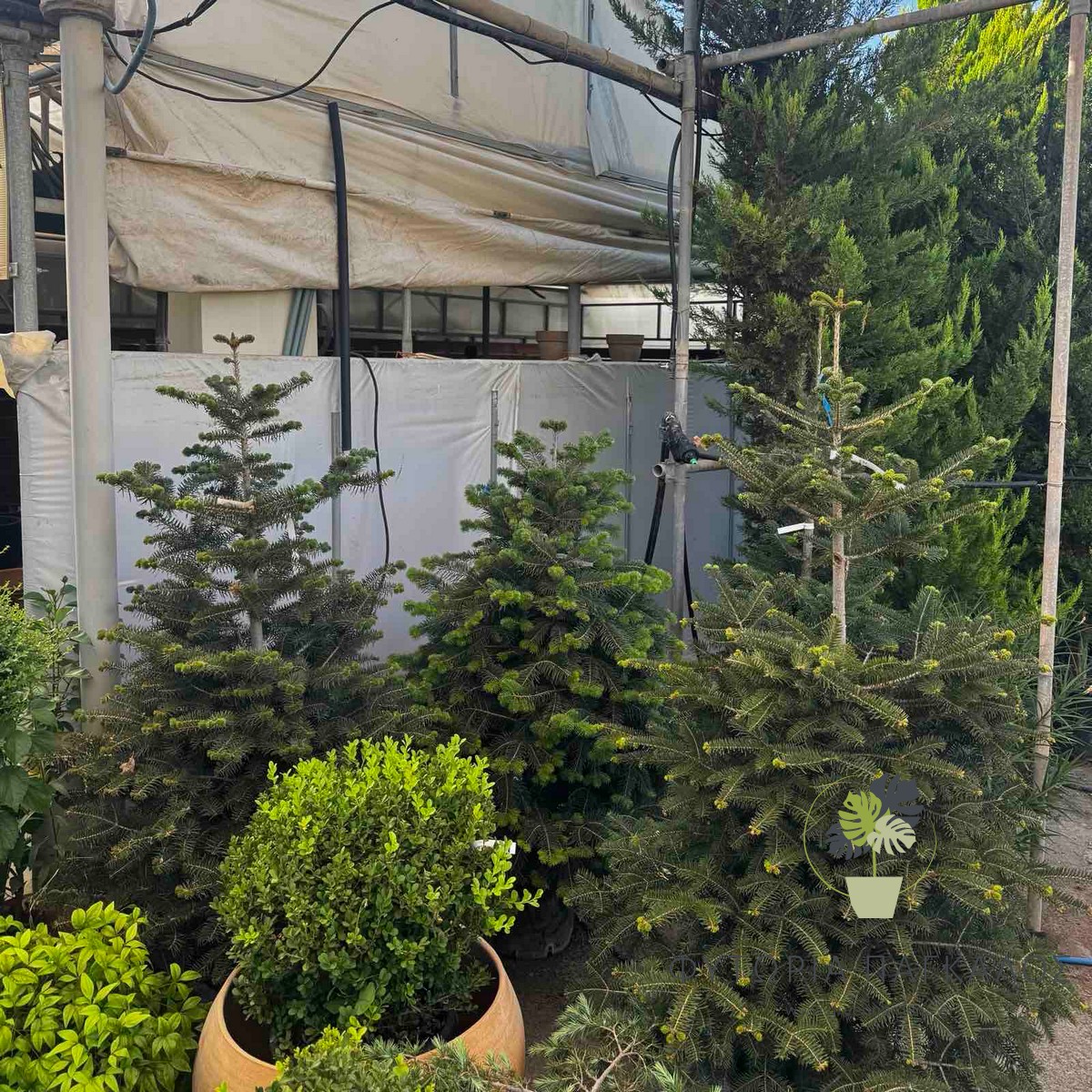 Έλατο Νορμανδίας (Abies nordmanniana) | Premium Φυσικό Χριστουγεννιάτικο Δέντρο - 3